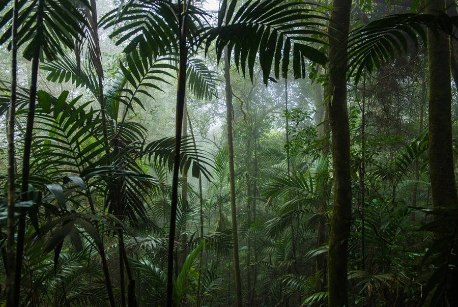 Rainforest 101: Why Is This Type of Ecosystem So Valuable to Our Planet?