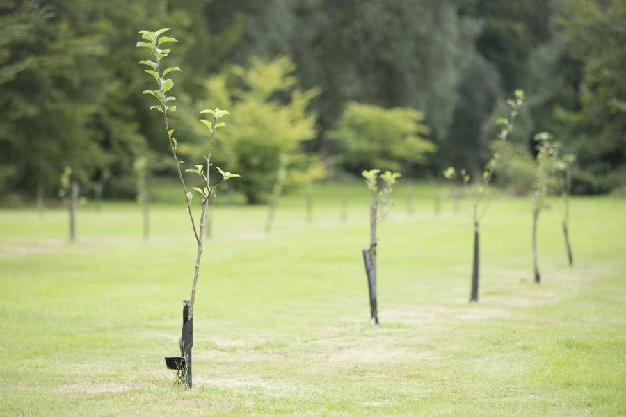 Sequestering Carbon, Why New Trees are Better