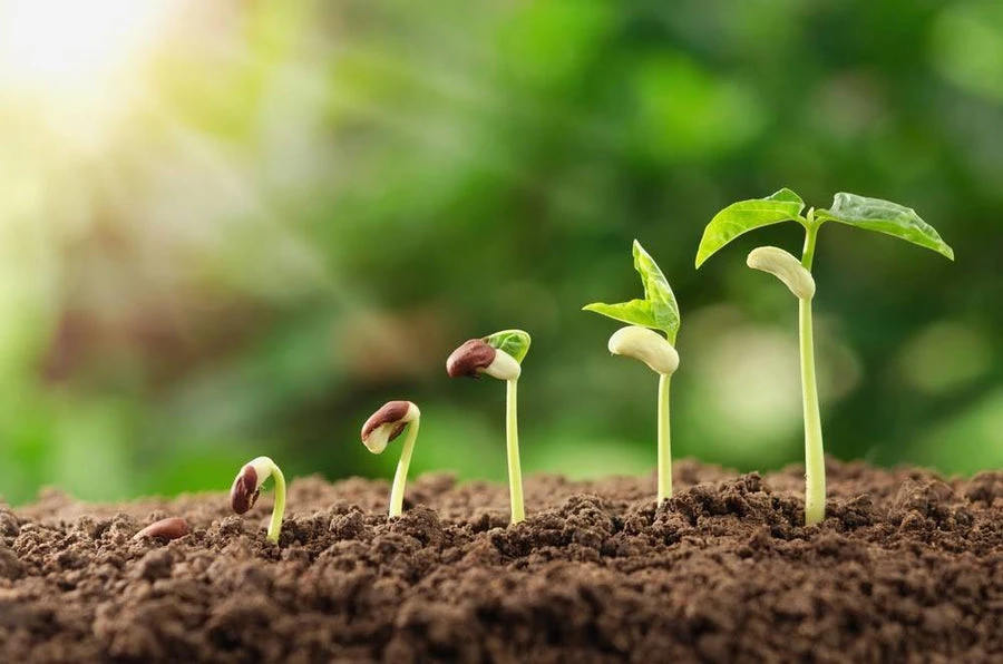 The Best Soil for Planting Trees