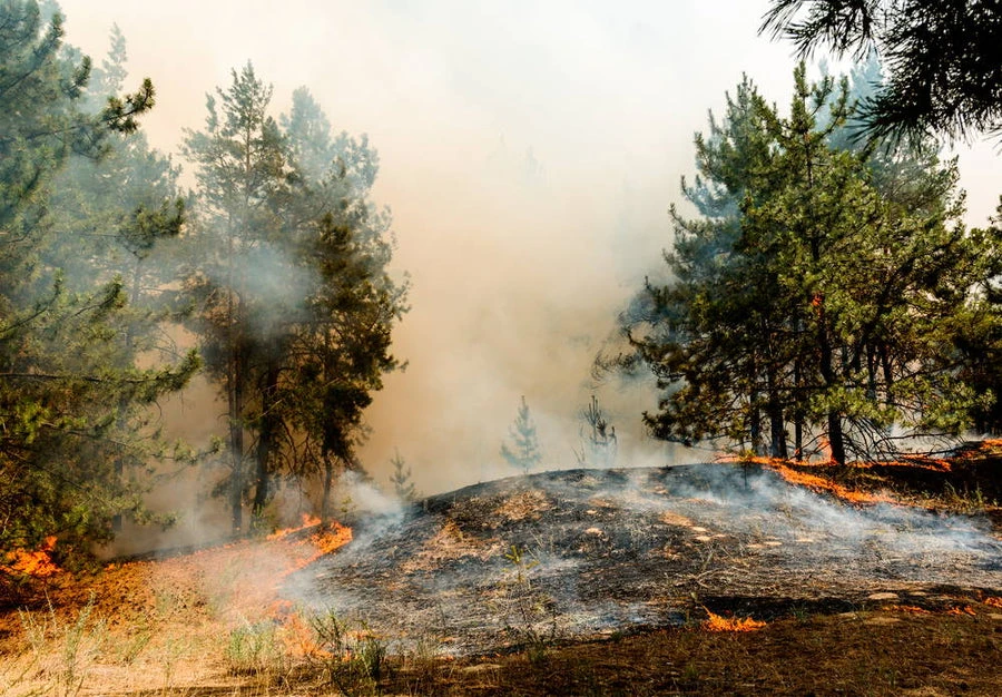 The Effects of a Forest Fire