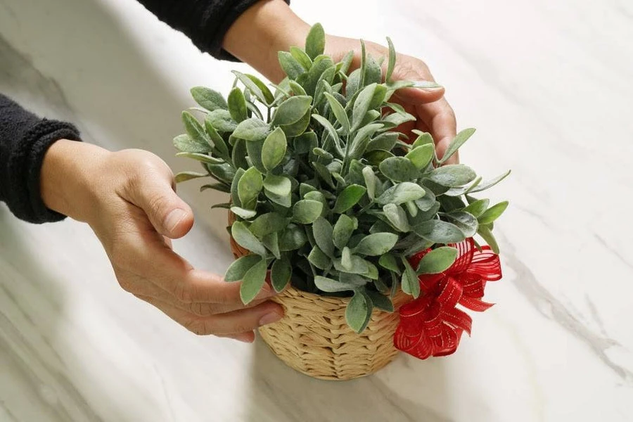 Gift A Tree: Save The Planet