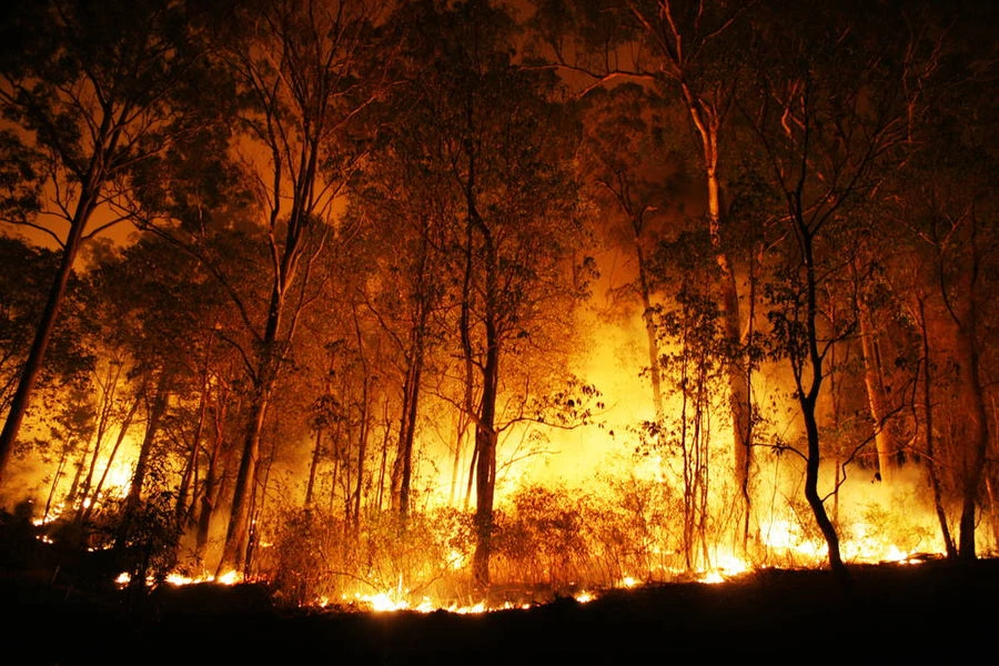 How to Stop Forest Fires
