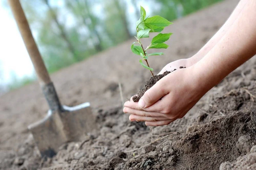 Gifting Over The Years: Plant A Tree