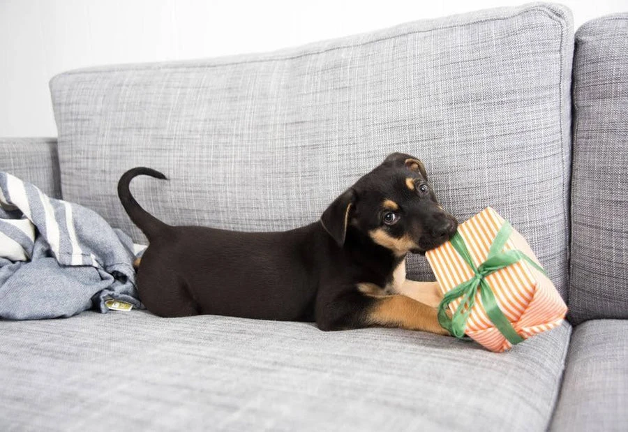 Gifts for Pets: Plant A Tree