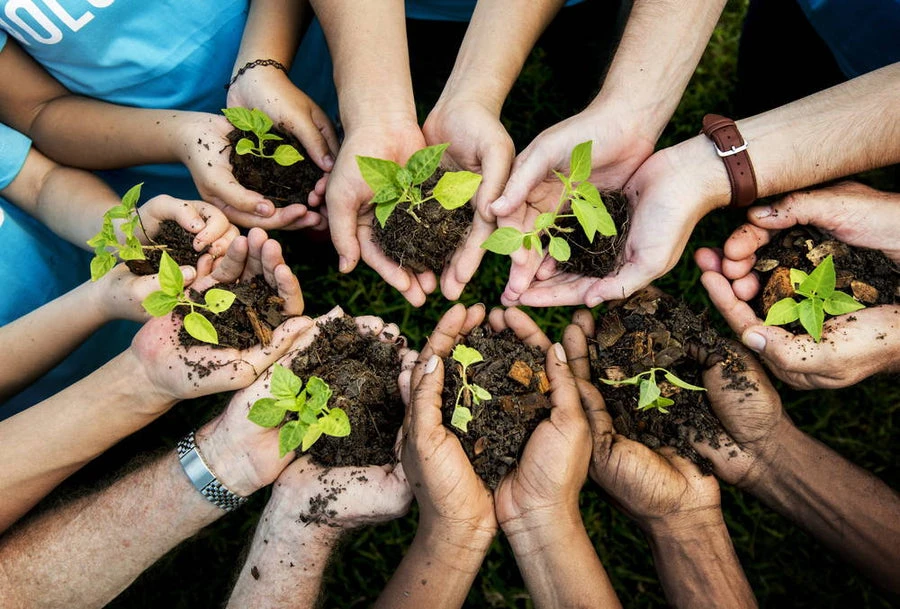 Is Planting Trees the Answer?
