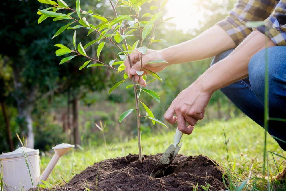 Plant a Tree, Save the Planet