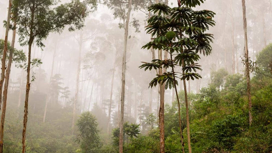 How do Trees Help with Carbon Sequestration